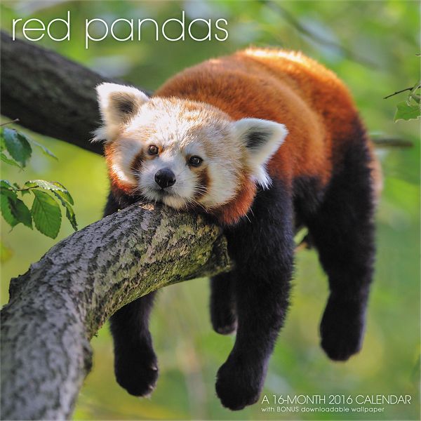 Landmark® 2016 Red Pandas Wall Calendar (LML740_16) | shopswell